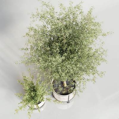 现代绿植盆景-20